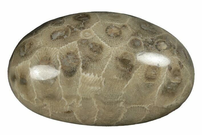 Polished Petoskey Stone (Fossil Coral) - Michigan #254392